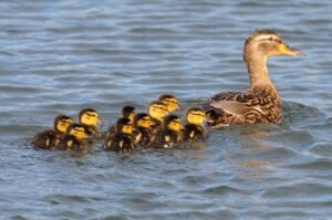 baby ducks, duckings, mallard, female duck, duck, ducklings, baby, bird, ducks, water, mother, young, family, little, yellow, easter, nature, chick, newborn, beak, babies, blue birds