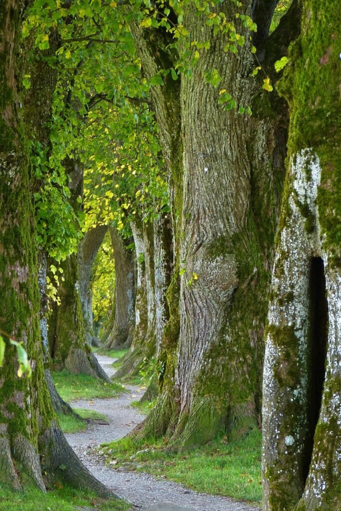 A winding path, that may take thoughtfulness and patience to navigate